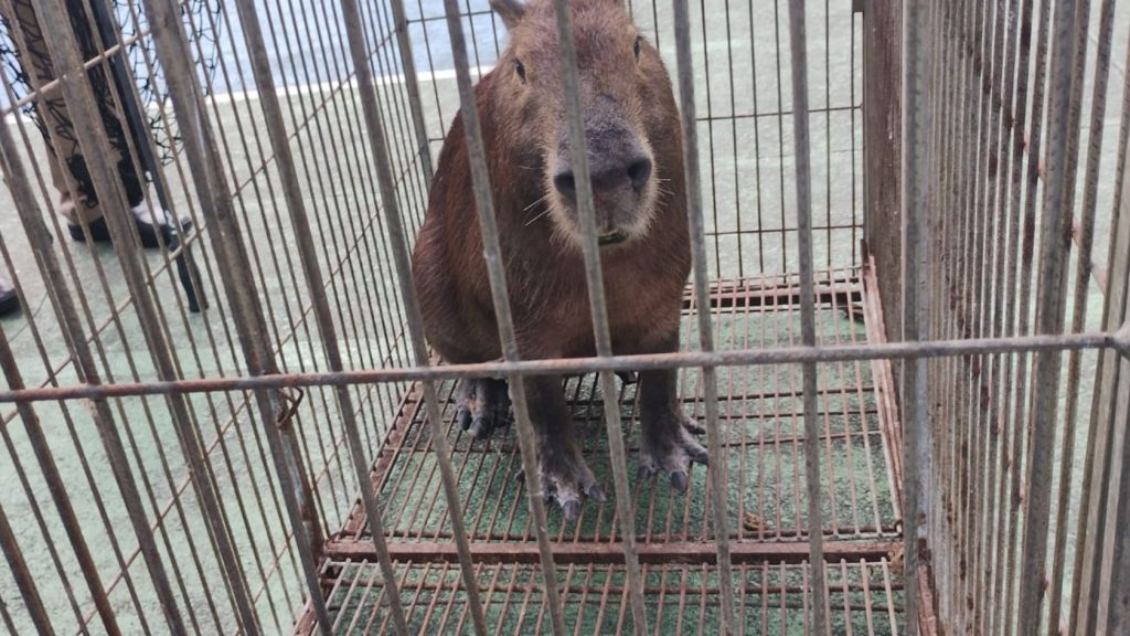 capivara serra