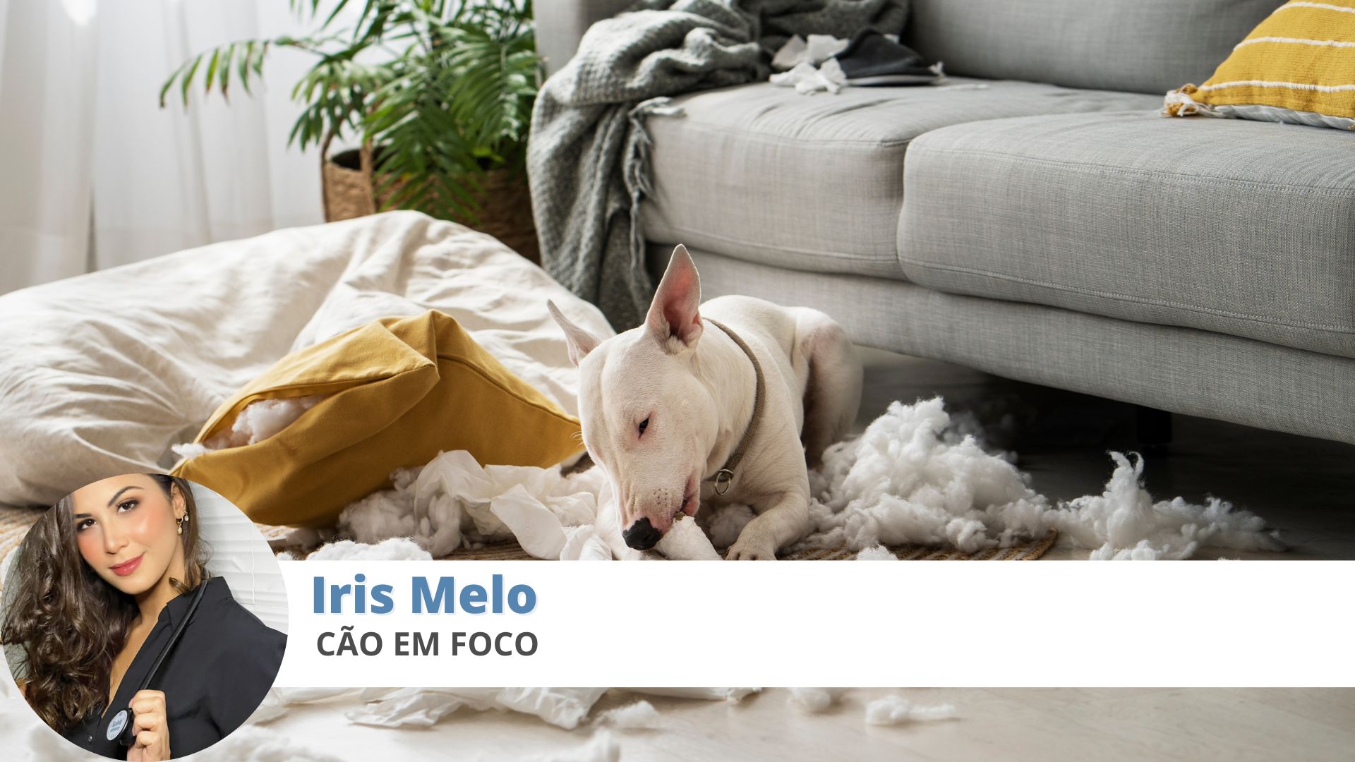 Comportamento canino