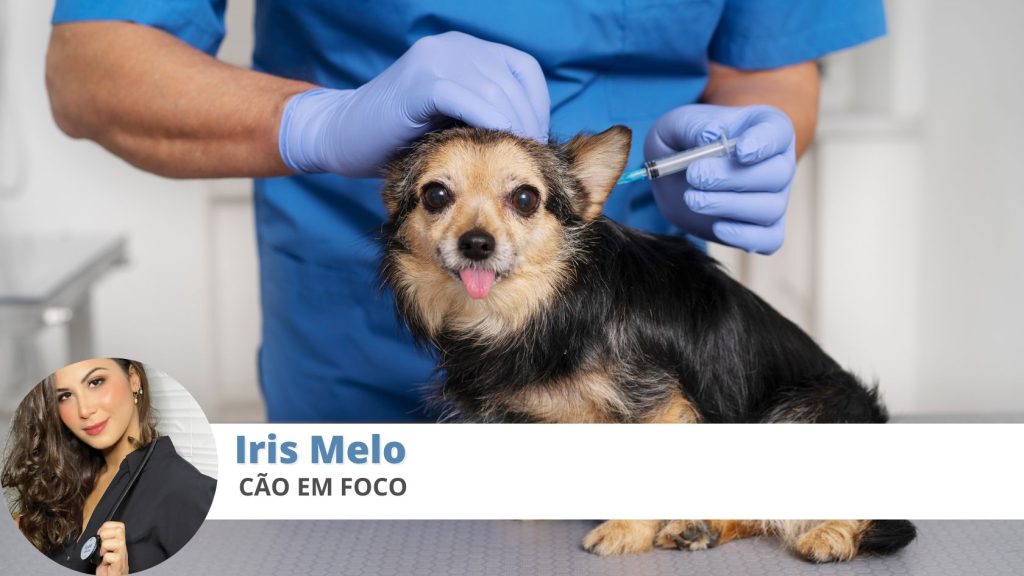 vacinação-cães