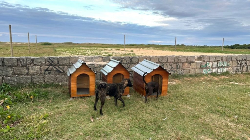 casinhas cães