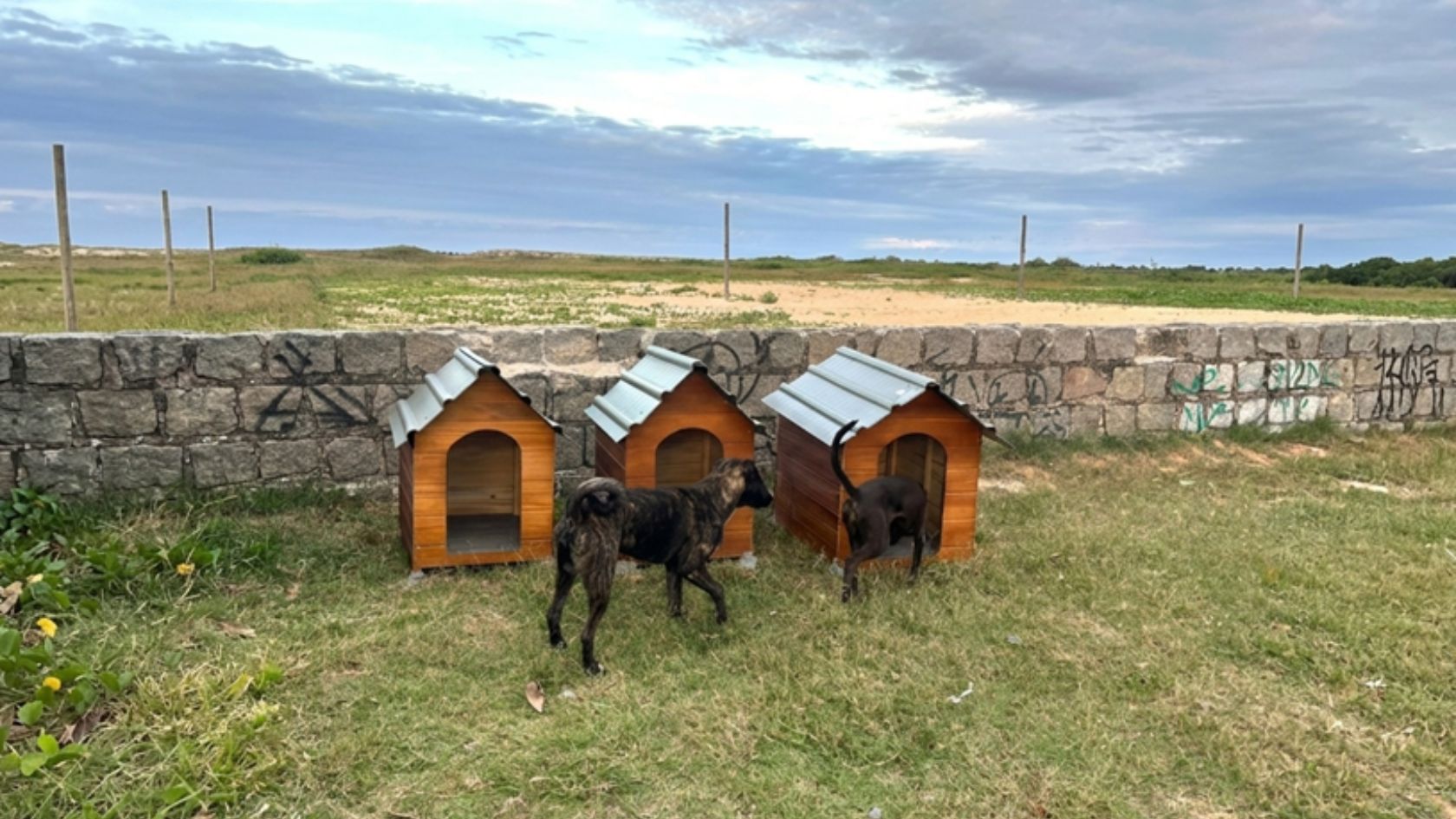 casinhas cães