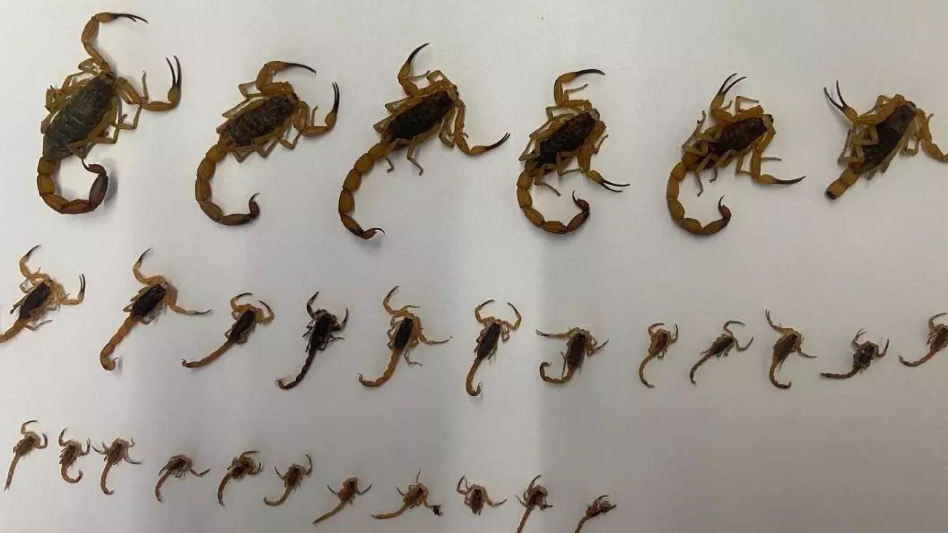Infestação de escorpiões