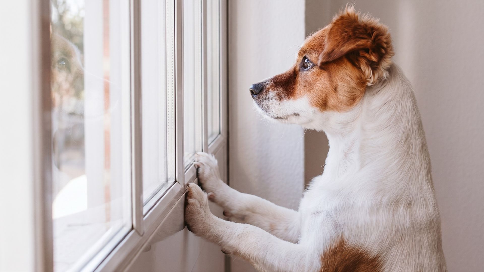 Cachorro ou gato viajar sozinho