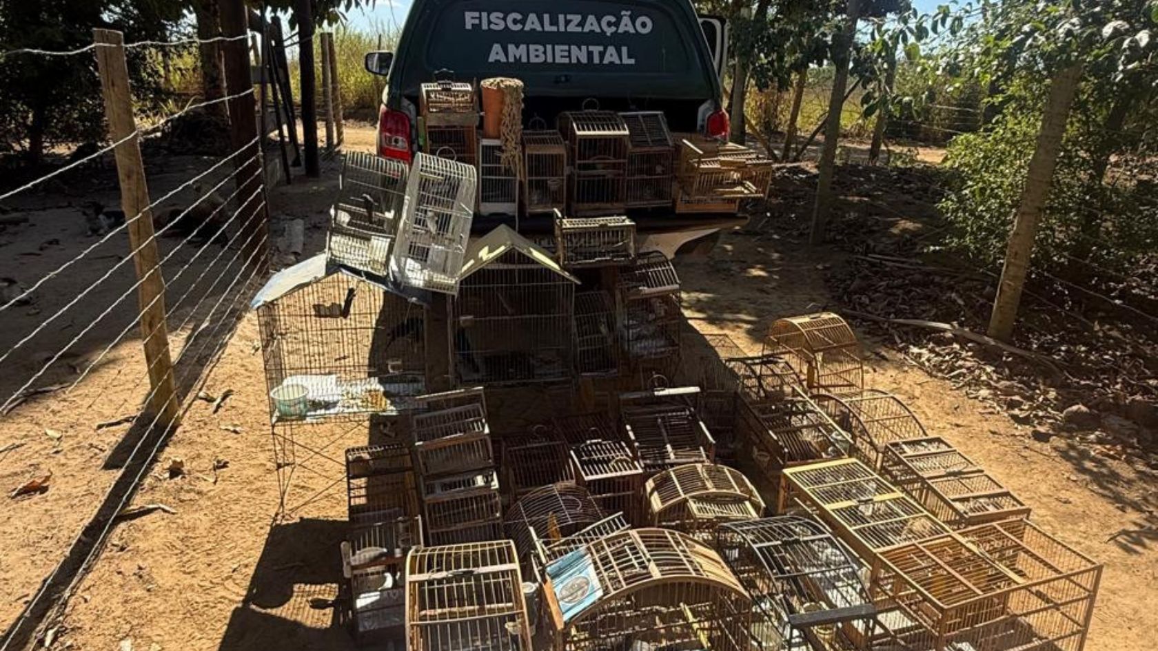 cativeiro aves silvestres