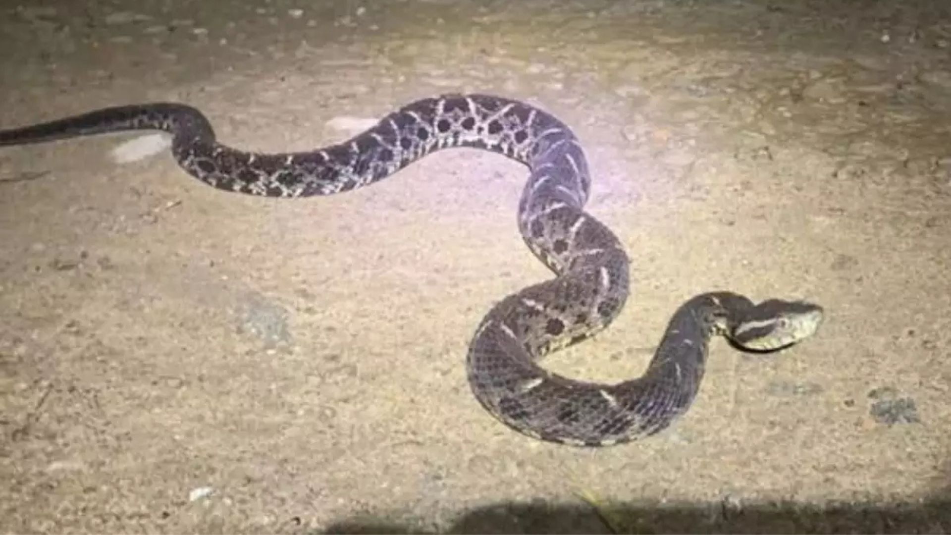 Cobra venenosa praia Jararaca
