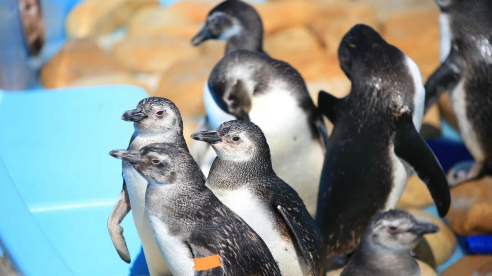 pinguins