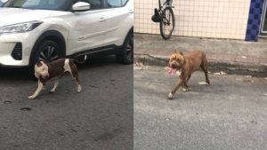 pitbulls soltos serra