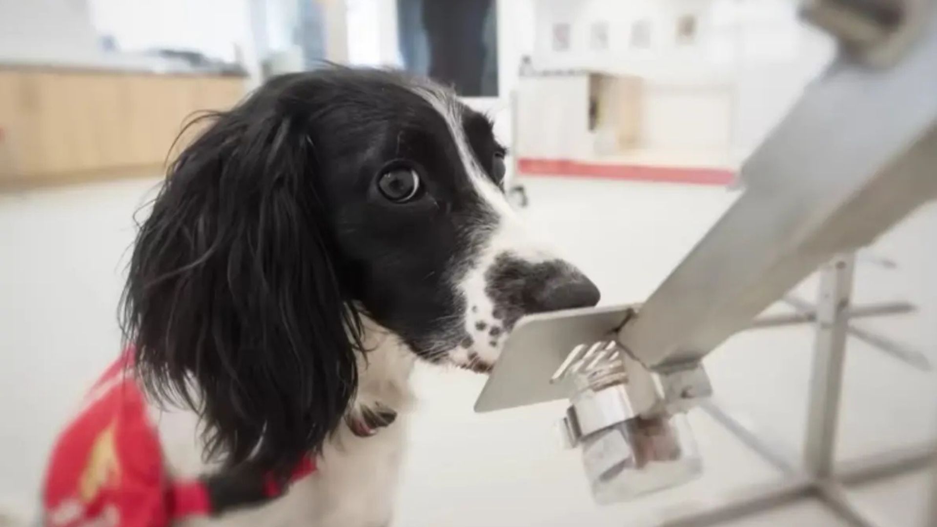 Ufes Cães voluntários Câncer Estudo