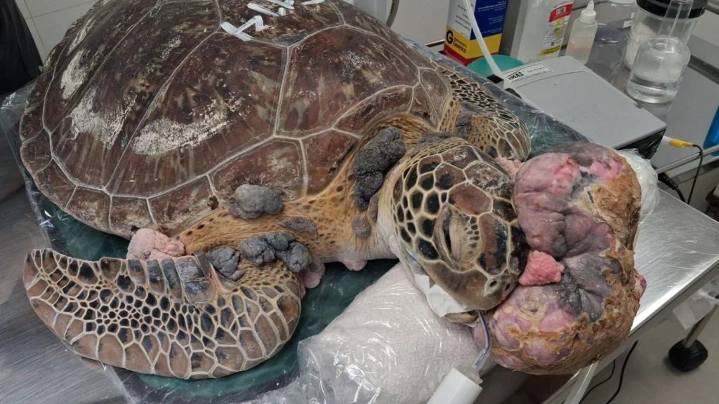 Tartaruga-marinha resgatada na Serra com tumores de fibropapilomatose