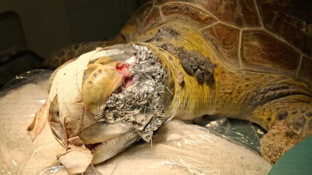 Tartaruga-marinha resgatada na Serra com tumores de fibropapilomatose