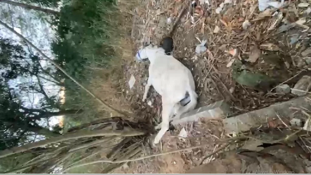 cavalo amarrado abandonado