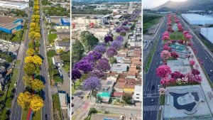 Montagem aérea de três avenidas da Serra com árvores floridas em amarelo, roxo e rosa, simulando os corredores verdes do projeto de arborização.
