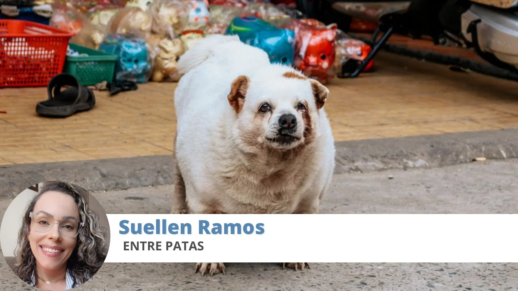 cachorro fofinho