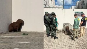 capivara em condomínio na Serra