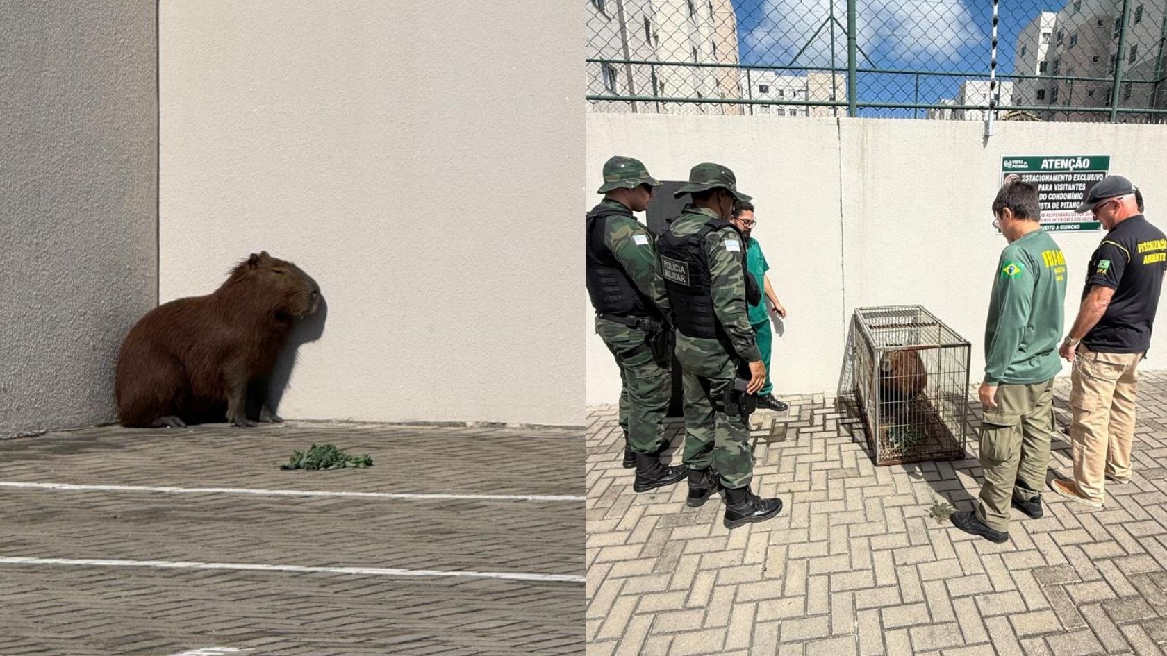 capivara em condomínio na Serra