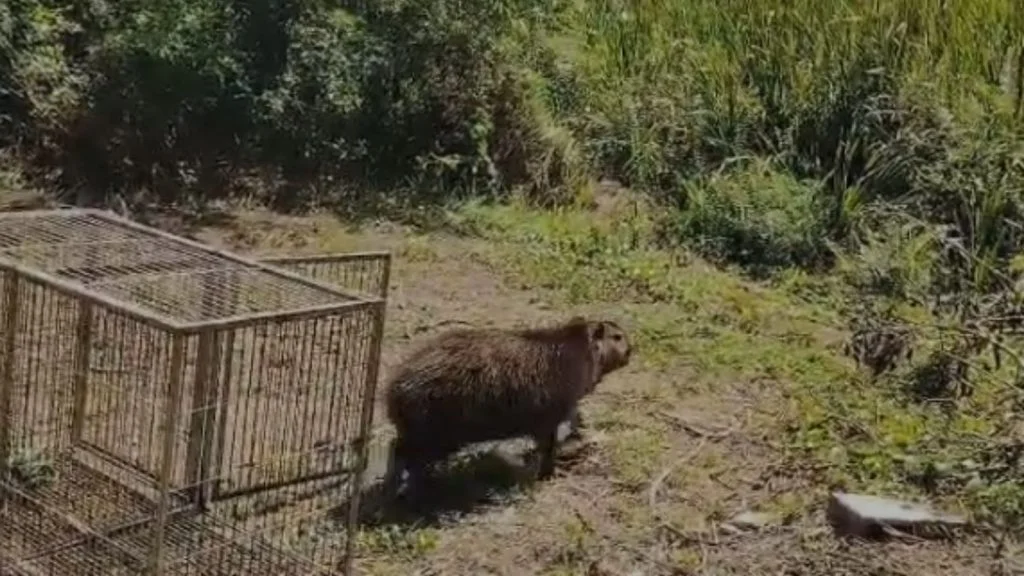 capivara em condomínio na Serra1