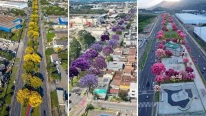 Simulação de avenida da Serra com árvores floridas, projeto que promete valorizar imóveis no entorno