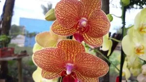 Festival de Orquídeas