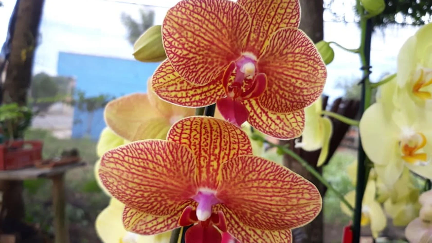 Festival de Orquídeas
