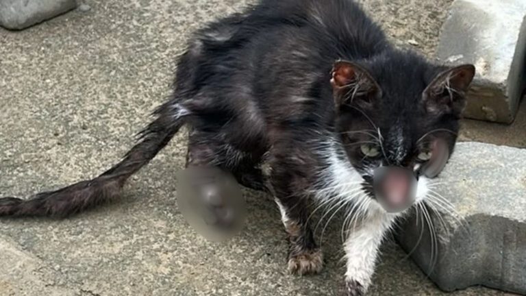 gata atacada por cães na Serra