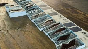 iPhones Receita Federal caixas de iphones