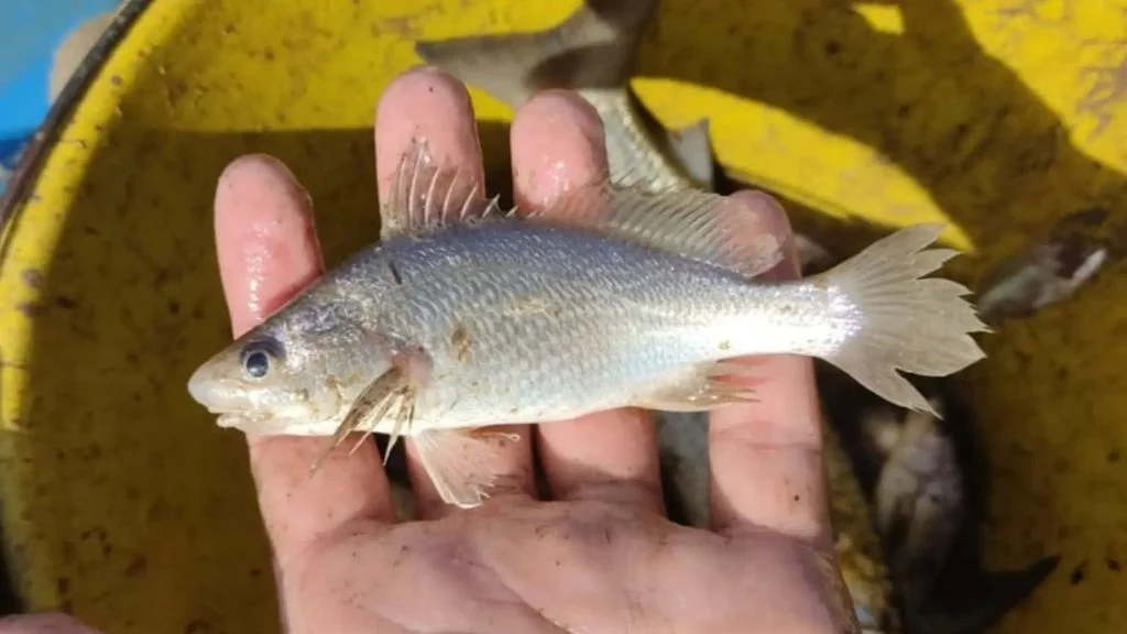peixes com anomalias no ES