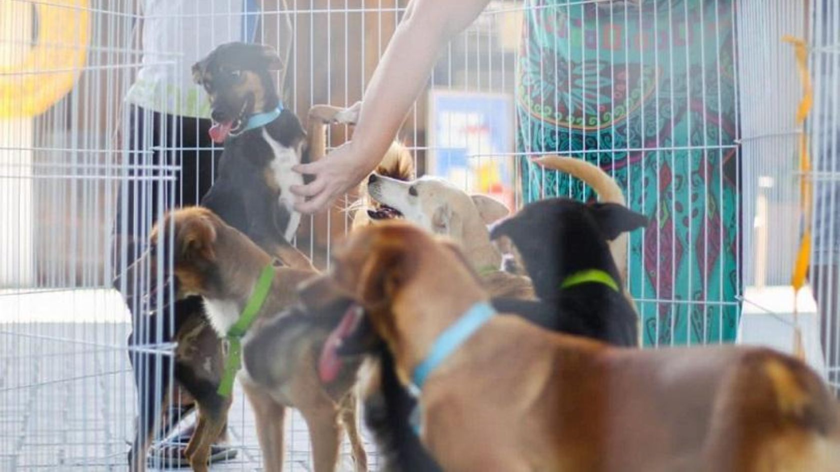 vacinação gratuita para cães e gatos na Serra
