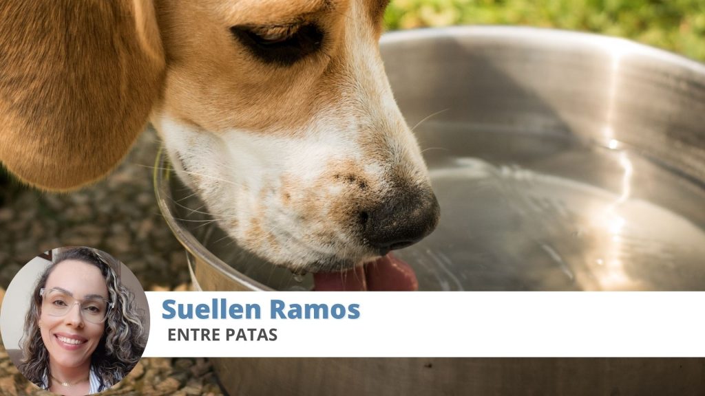 água cachorro