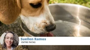 água cachorro