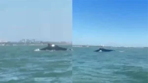 baleias praia es