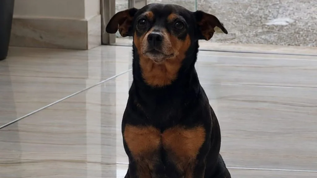 cachorro desaparecido na Serra