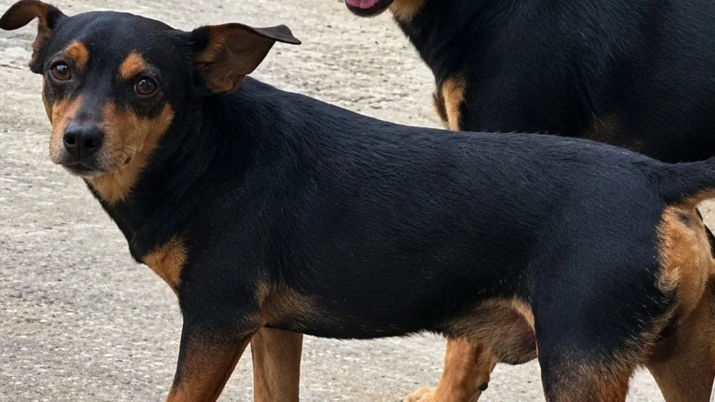 cachorro desaparecido na Serra
