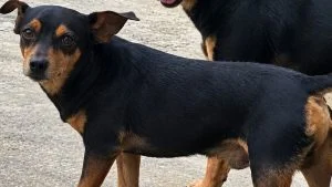 cachorro desaparecido na Serra