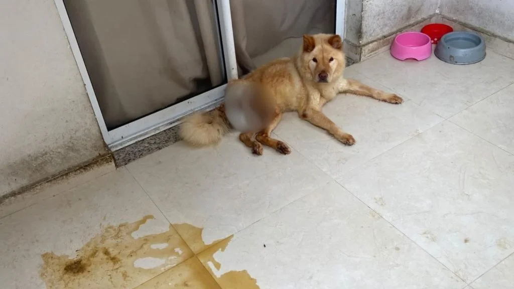 cadela resgatada em estado gravíssimo na Serra