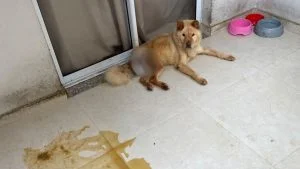 cadela resgatada em estado gravíssimo na Serra