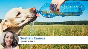 calor cachorro