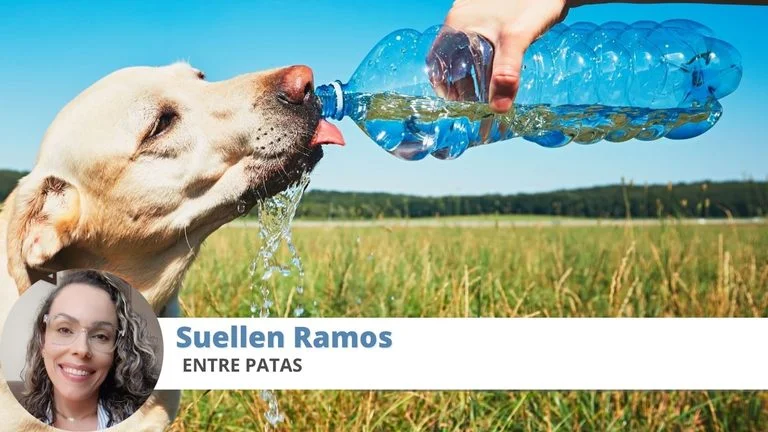 calor cachorro
