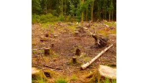 Área de floresta derrubada, com troncos cortados e solo exposto, ilustra desmatamento que ameaça água da Serra