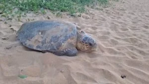 desova de tartaruga na Serra