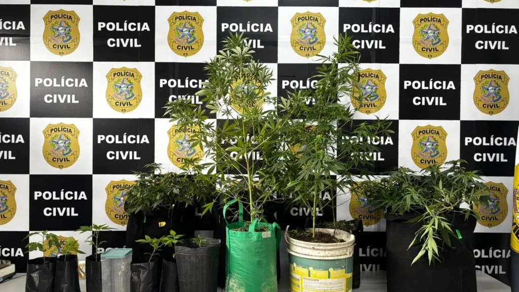 estufa de maconha na Serra