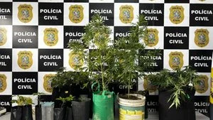estufa de maconha na Serra