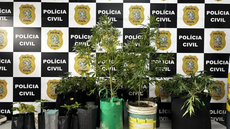 estufa de maconha na Serra