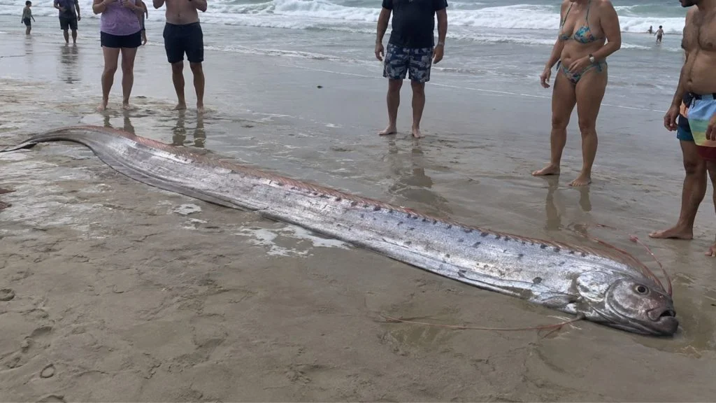 Peixe do juízo final