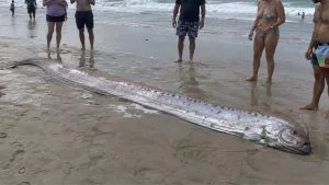Peixe do juízo final