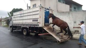 resgate de animais na Serra