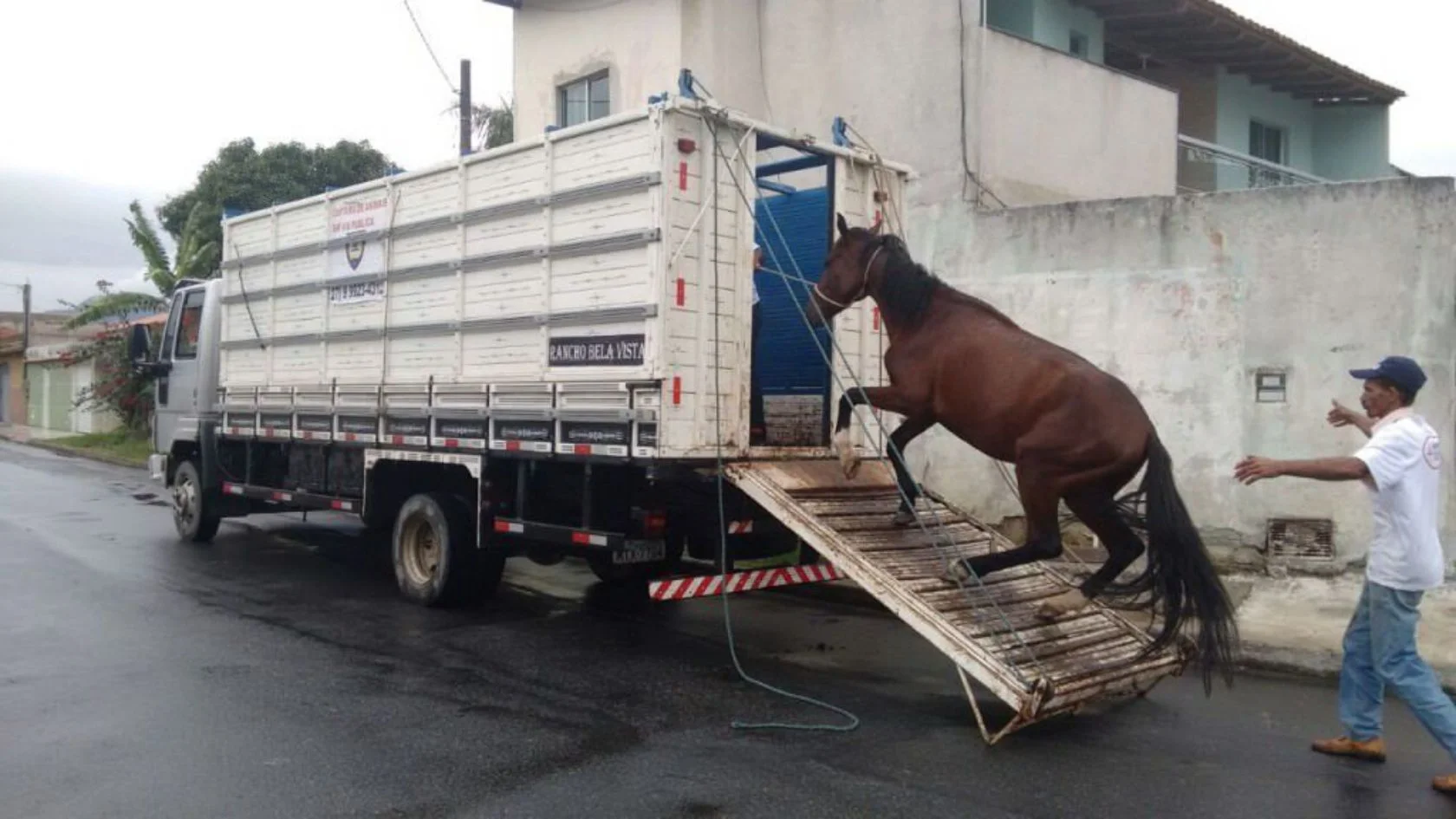 resgate de animais na Serra