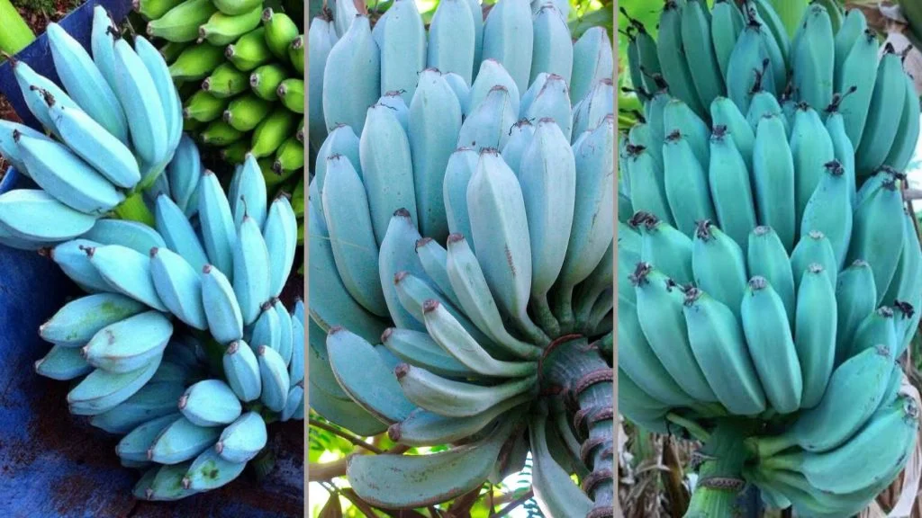 Montagem com três cachos de banana azul Blue Java ainda verdes, com casca azulada e acinzentada