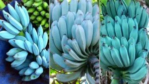 Montagem com três cachos de banana azul Blue Java ainda verdes, com casca azulada e acinzentada