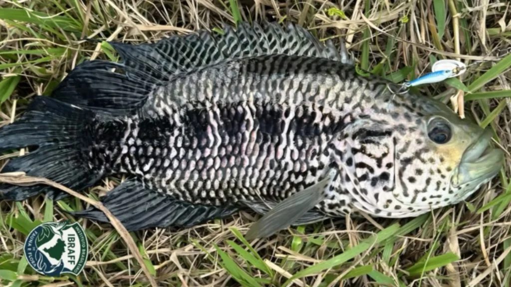 Ciclídeo jaguar, peixe invasor na Serra, capturado na Lagoa Jacuném, sobre a grama com isca artificial azul