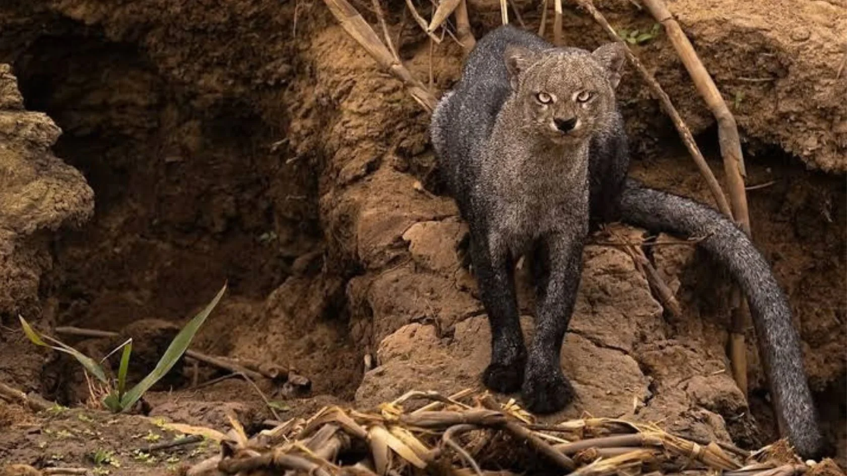 Jaguarundi de pelagem cinza-escura e cauda longa encara a câmera em barranco de terra no Pantanal